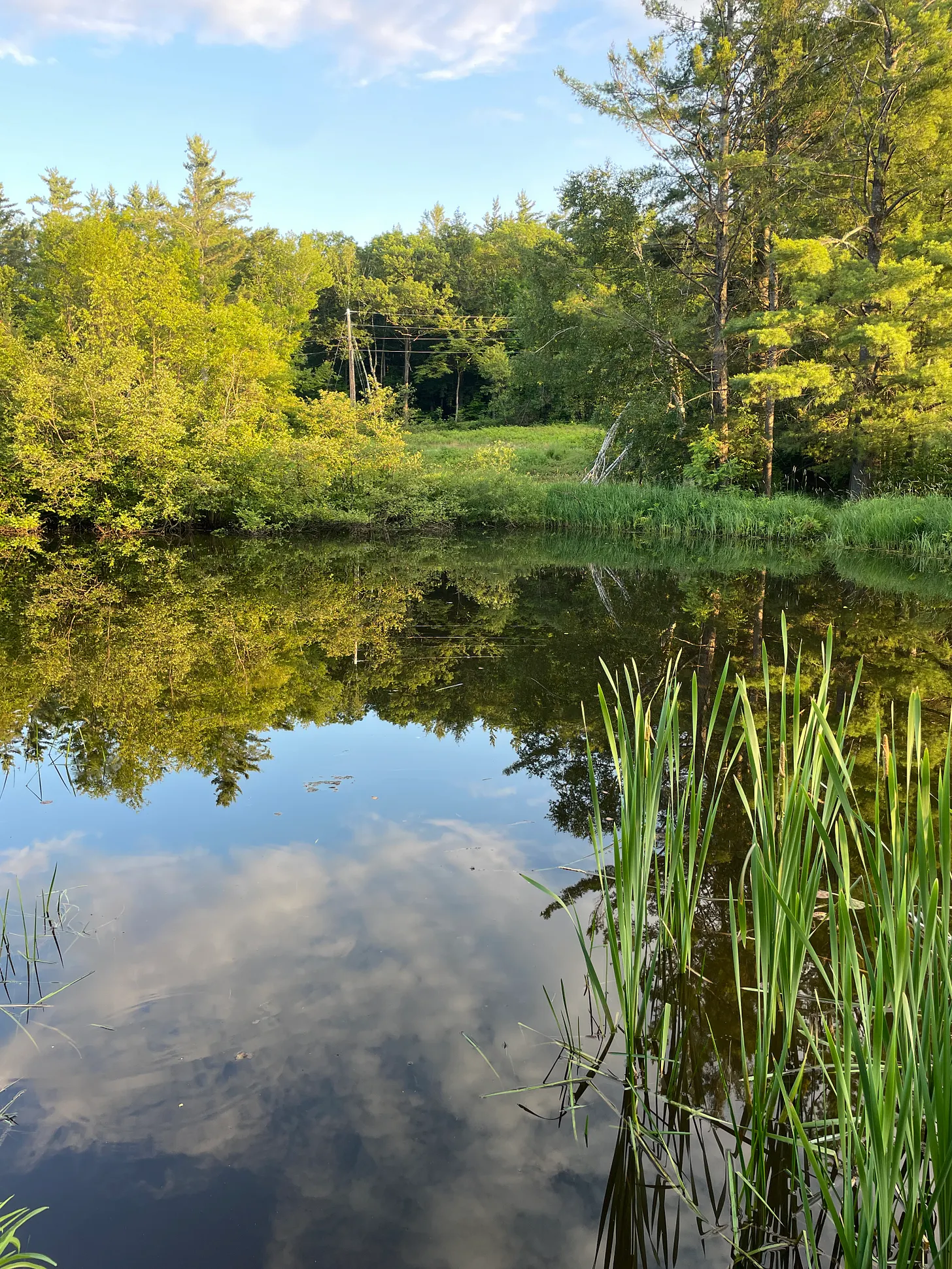 A still forest pond reflecting clouds and summer trees, with cattails in the foreground